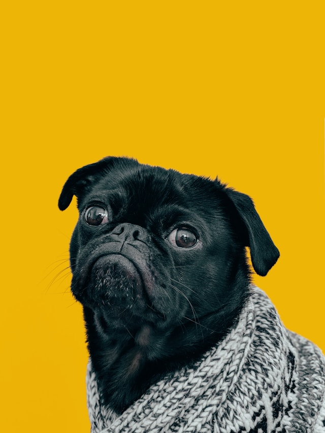 An Image of a dog.